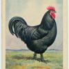 The Australorp cock.