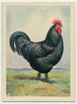 The Australorp cock.