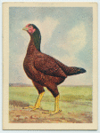 Indian Game hen.