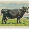 Kerry cow.