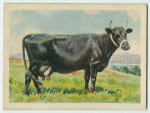 Kerry cow.