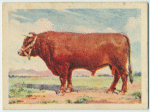 Sussex bull.