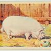 Middle White sow.