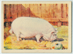 Middle White sow.