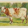 Dairy Shorthorn cow.