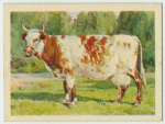 Dairy Shorthorn cow.