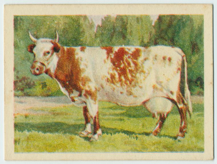 Champiaon Shorthorn Bull Cows & Cattle Postcard