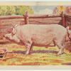 Large White boar.