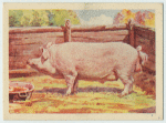 Large White boar.
