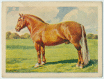 Suffolk Punch stallion.