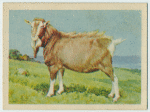 Toggenburg goat.