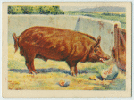 Tamwworth boar.