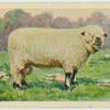 Shropshire Down ram.
