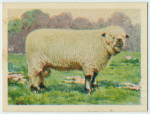 Shropshire Down ram.