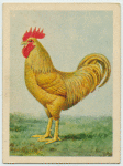 Buff Leghorn cock.