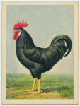 Black Leghorn cock.