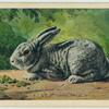 Chinchilla rabbit.