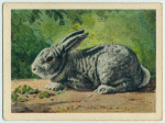 Chinchilla rabbit.