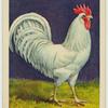 White Leghorn cock.