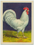 White Leghorn cock.