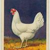 White Leghorn hen.