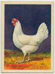 White Leghorn hen.