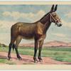 Mule.