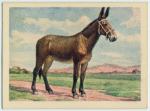 Mule.