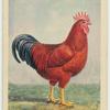 Rhode Island Red cock.