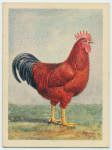 Rhode Island Red cock.
