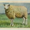 Texel ram.