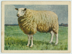 Texel ram.