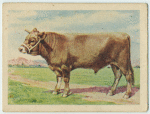 Jersey bull.