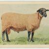 Suffolk Down ram.