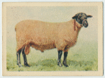 Suffolk Down ram.