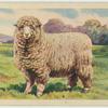 Corriedale ram.