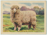 Corriedale ram.
