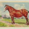 Clydesdale mare.