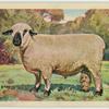 Hampshire Down ram.