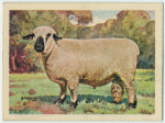 Hampshire Down ram.