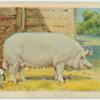 Large White sow.