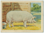 Large White sow.