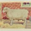 Southdown ram.