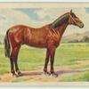 Thoroughbred stallion.