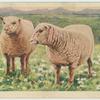 Southdown ewe.