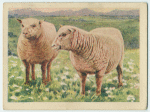 Southdown ewe.
