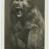 The Baboon.