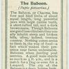 The Baboon.