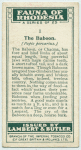 The Baboon.
