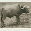 The Buffalo.